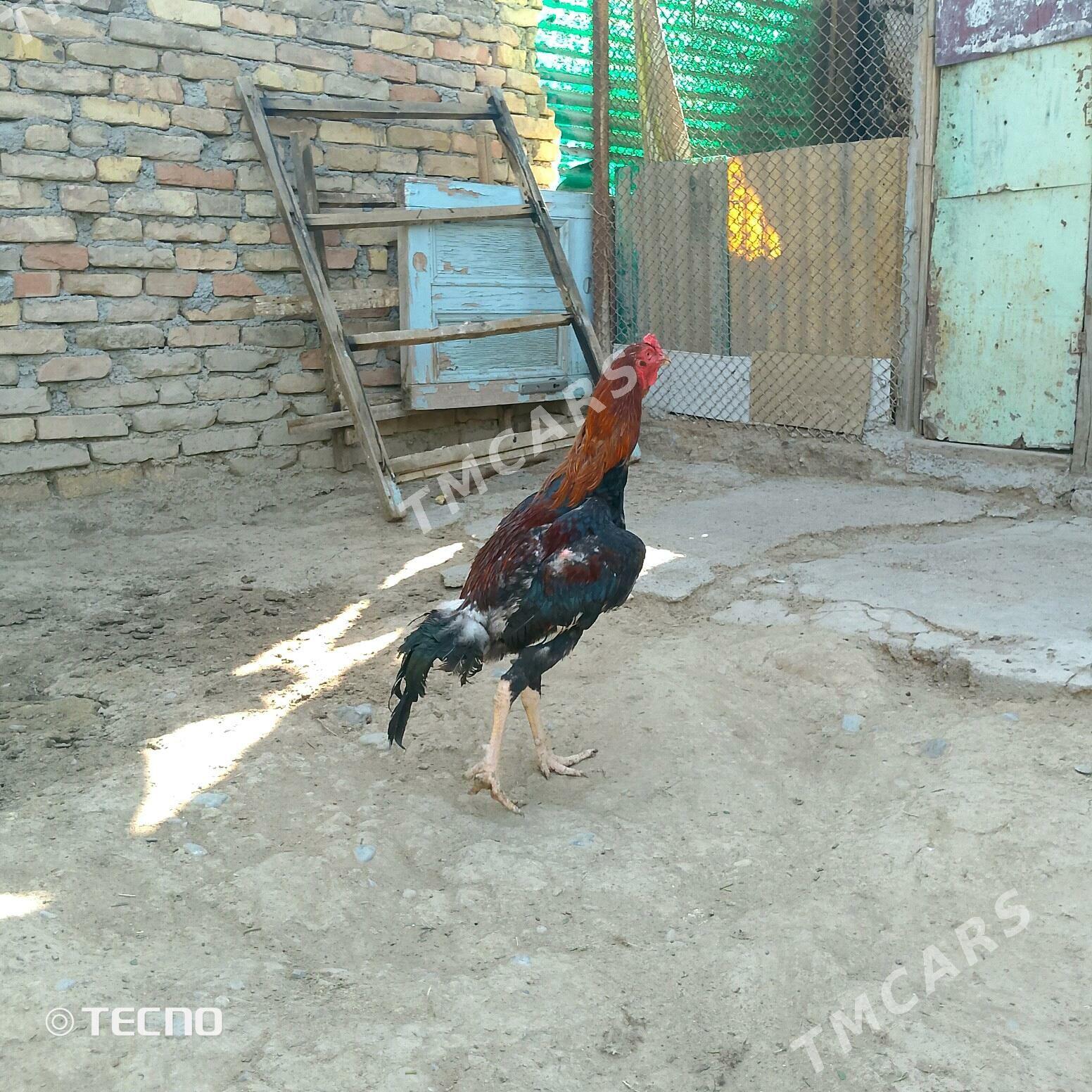 Taşkent - Aşgabat - img 2