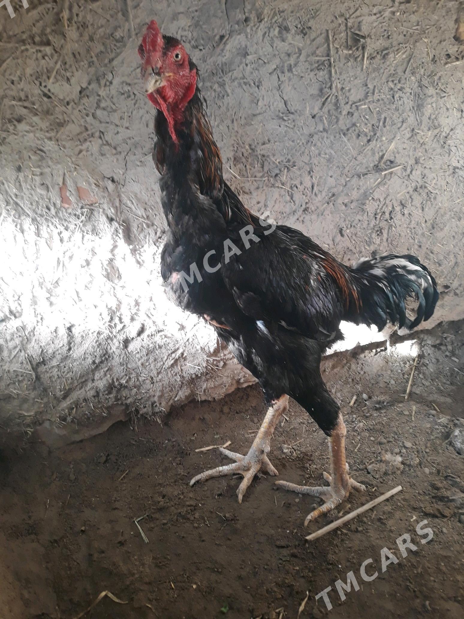 juja - Şabat etr. - img 2