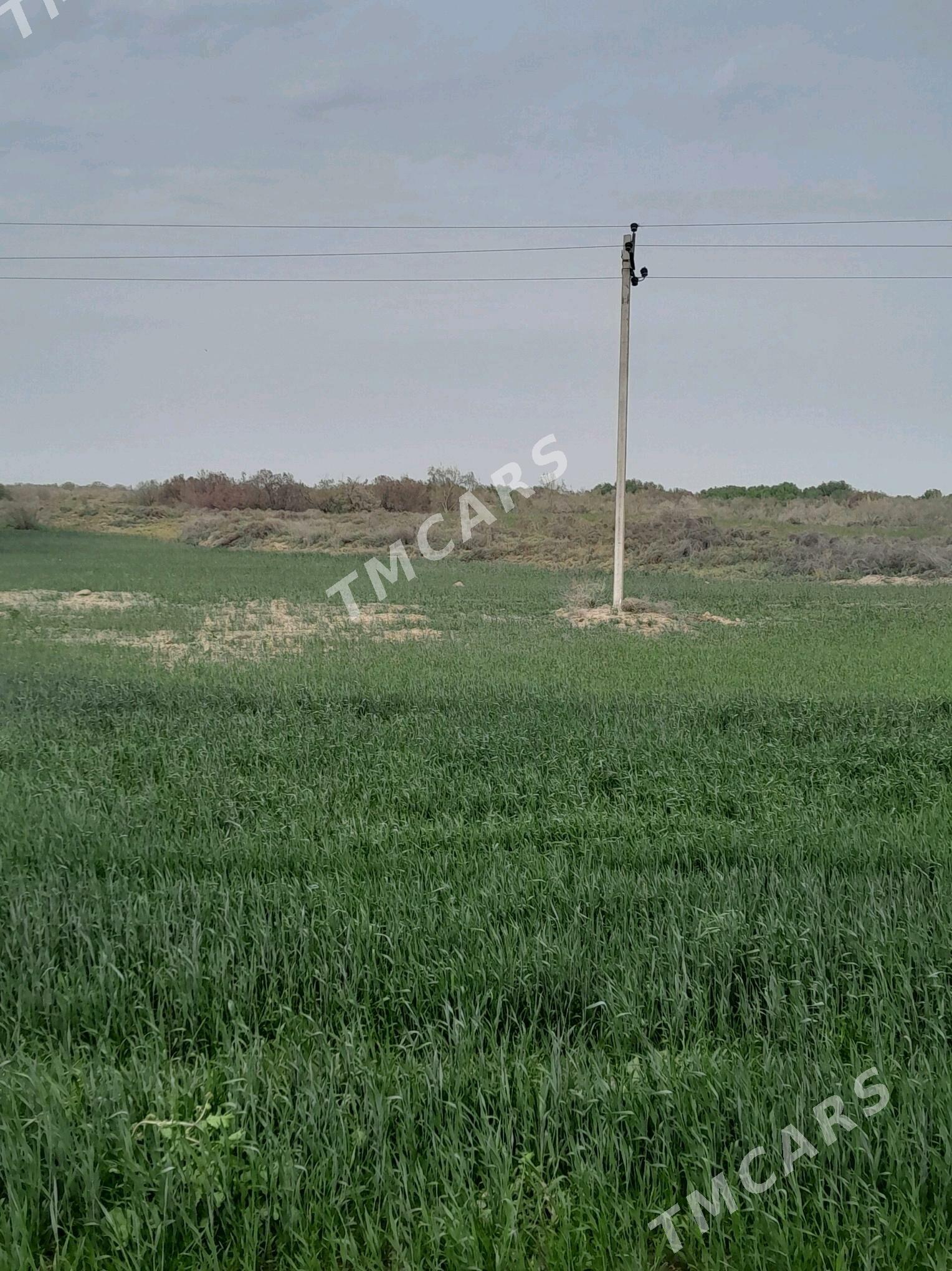 satlyk ekerançylyk ÿer - Halaç - img 3