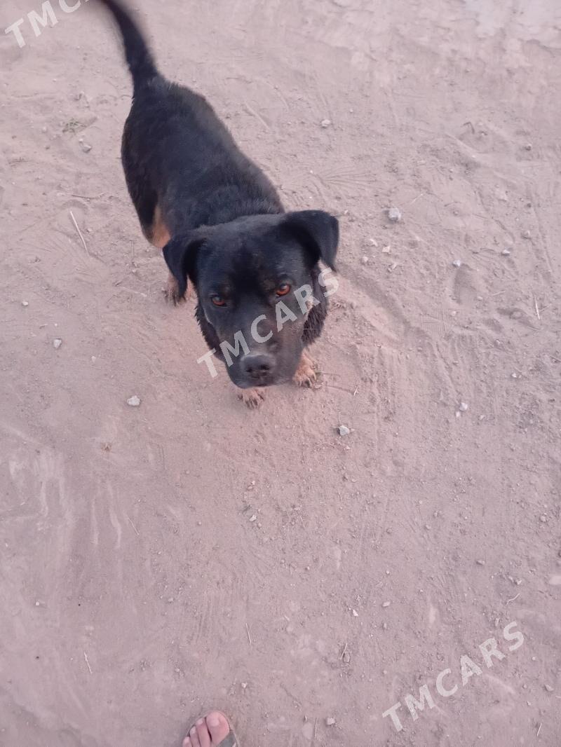 Pitbul katys - Чарджоу - img 2