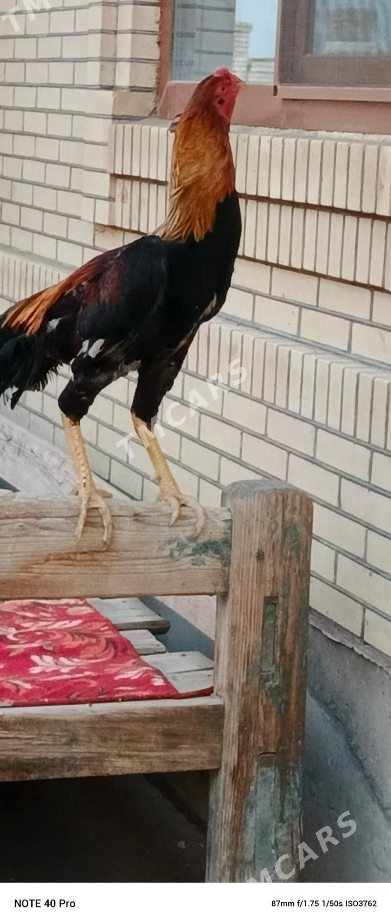 baysow horaz - Çärjew - img 2