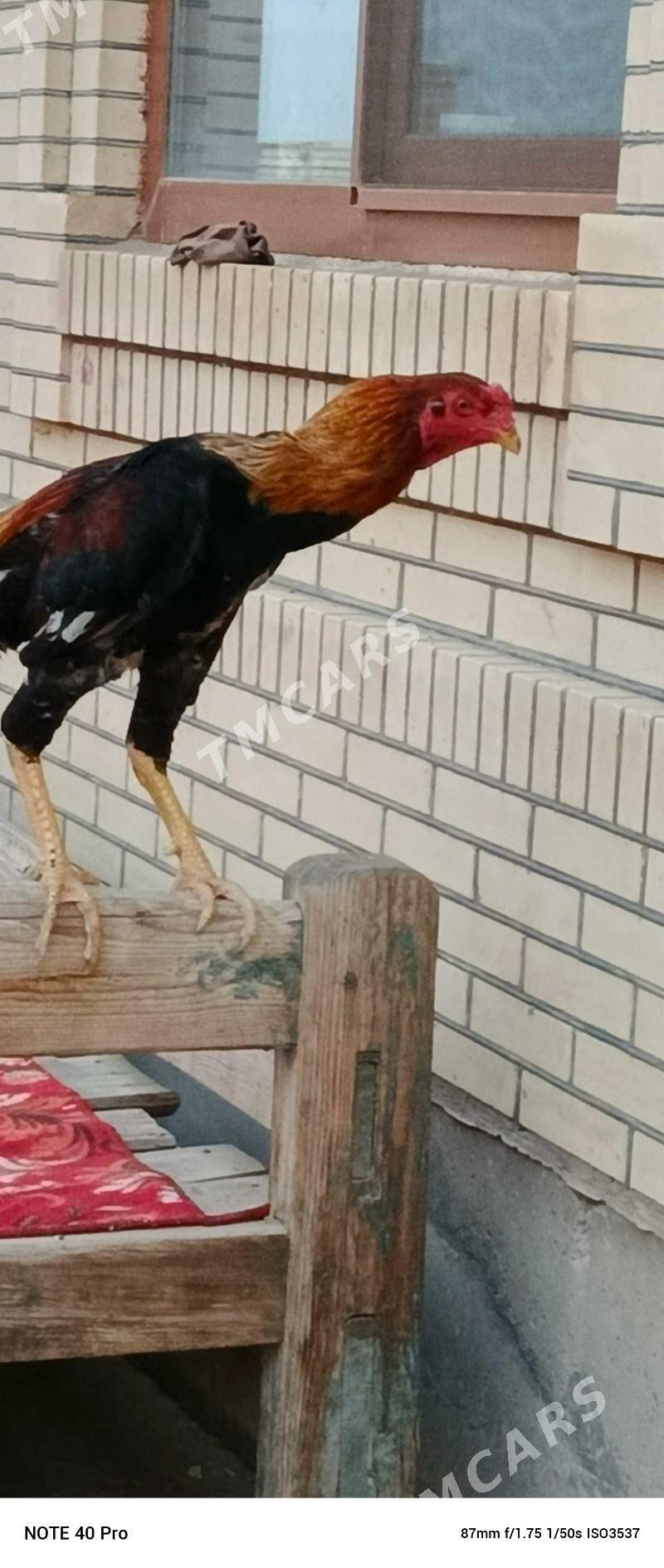 baysow horaz - Çärjew - img 3