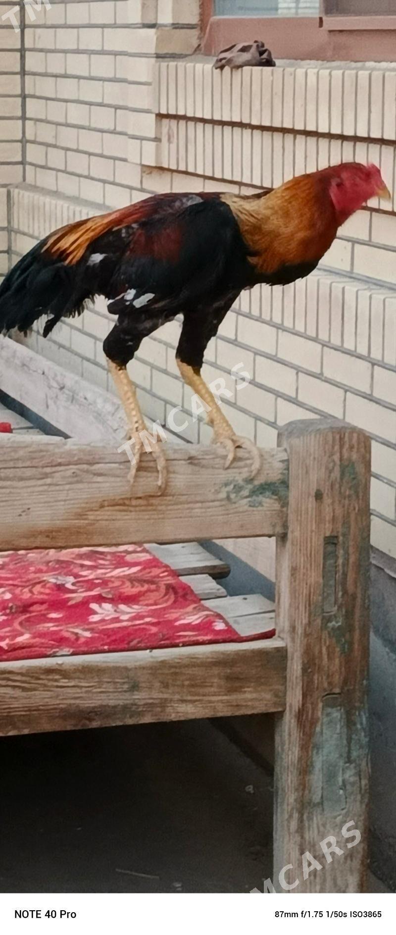 baysow horaz - Çärjew - img 1