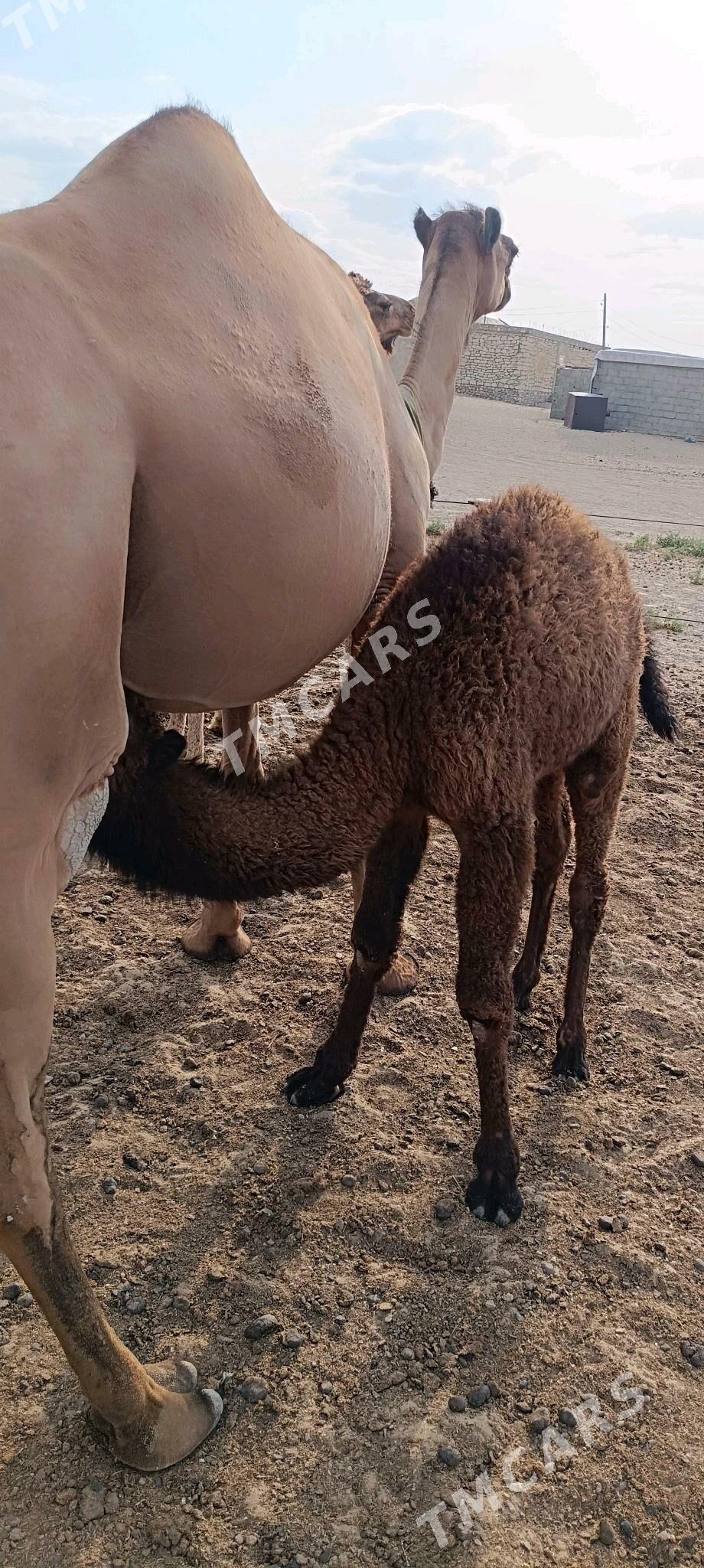 Köşekli Düýe - Balkanabat - img 2