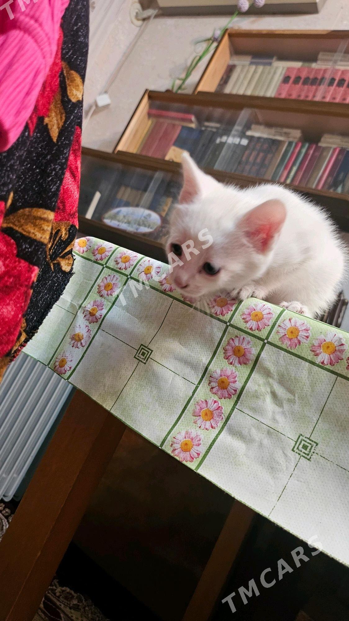 котята - Mary - img 2