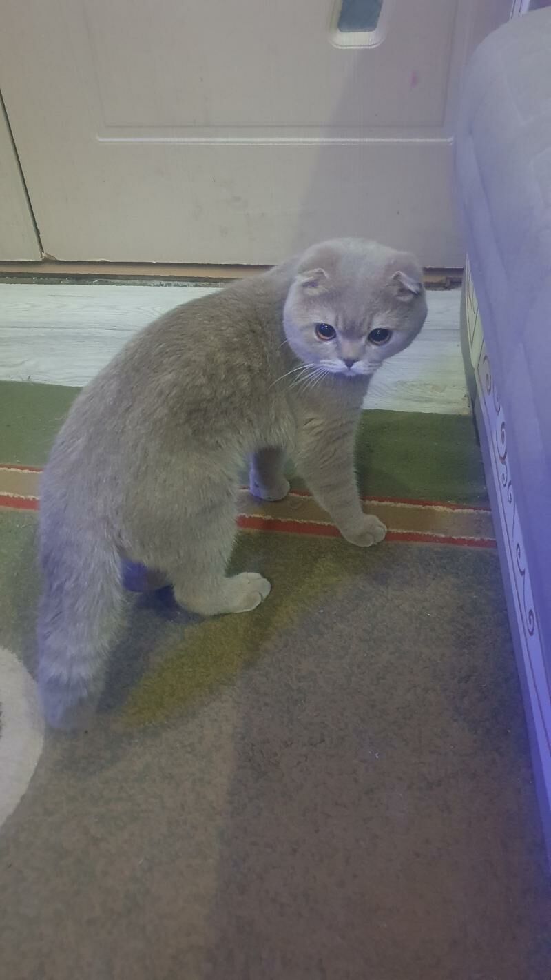 Французско-шотландский кот - Ашхабад - img 4
