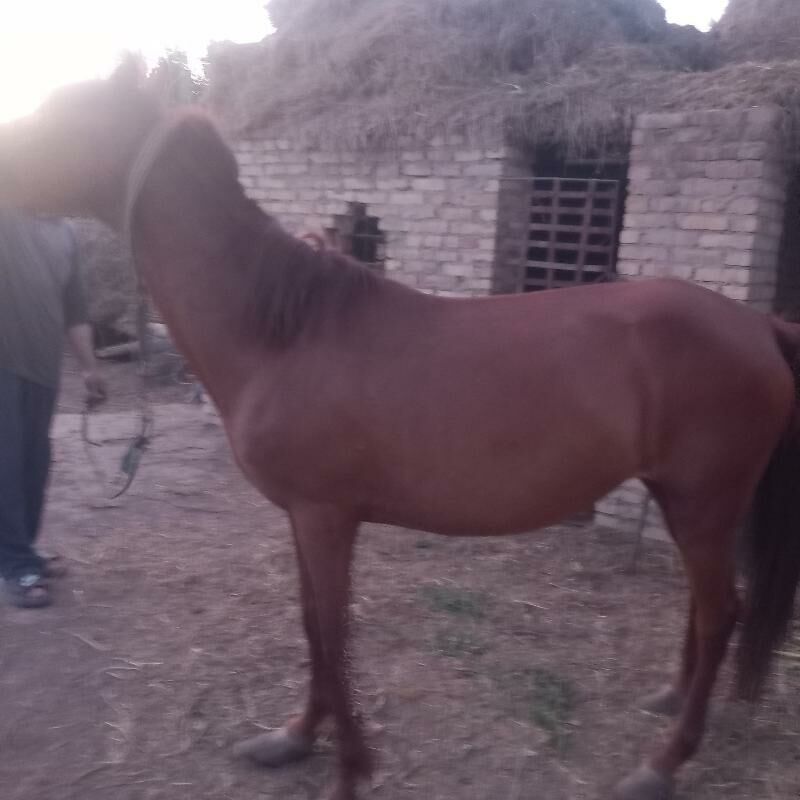 Ahal teke AtAt - Kerki - img 2