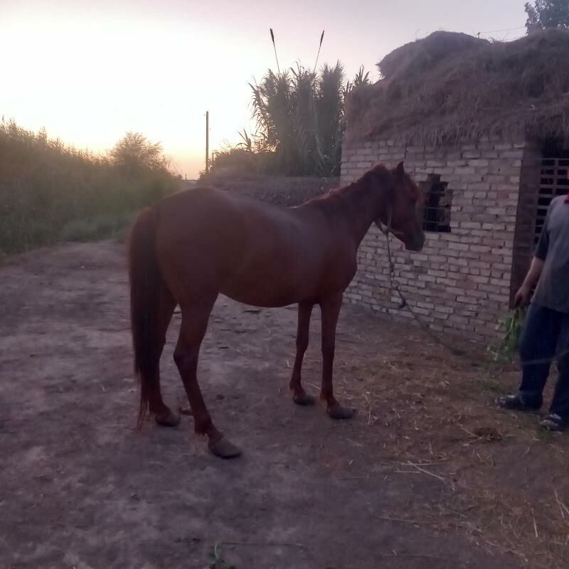 Ahal teke AtAt - Kerki - img 5