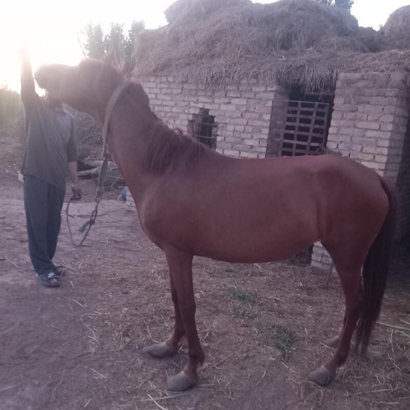 Ahal teke AtAt - Kerki - img 3