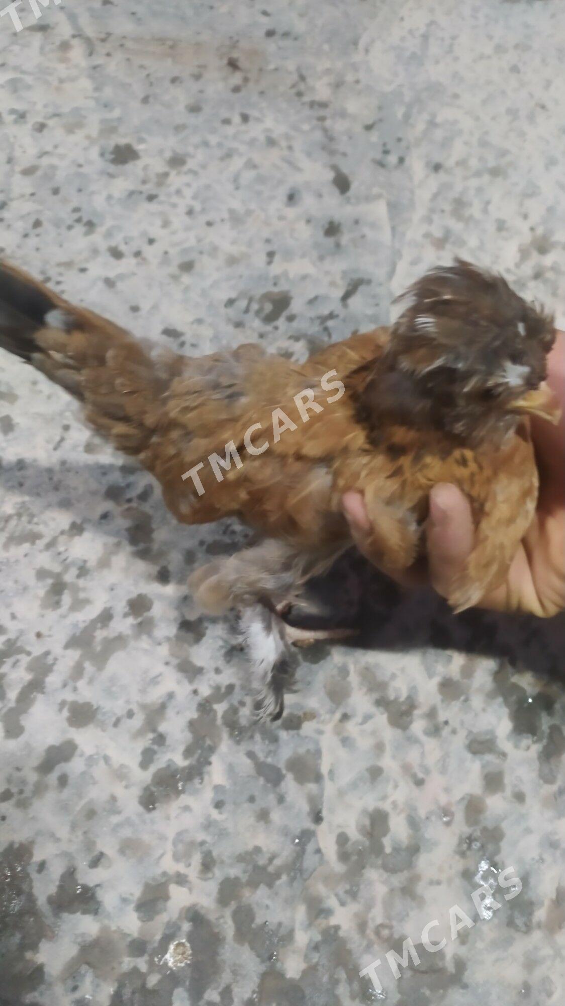 troyka - Türkmenabat - img 2