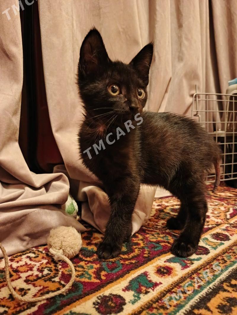 черный котёночек - Ашхабад - img 2