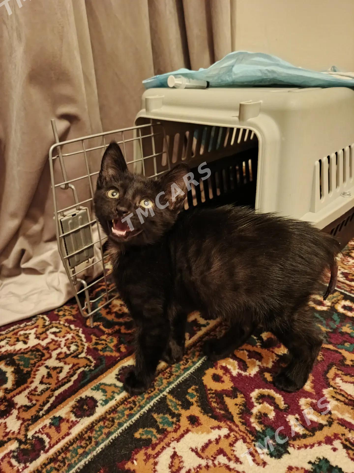 мальчик котёнок - Aşgabat - img 2