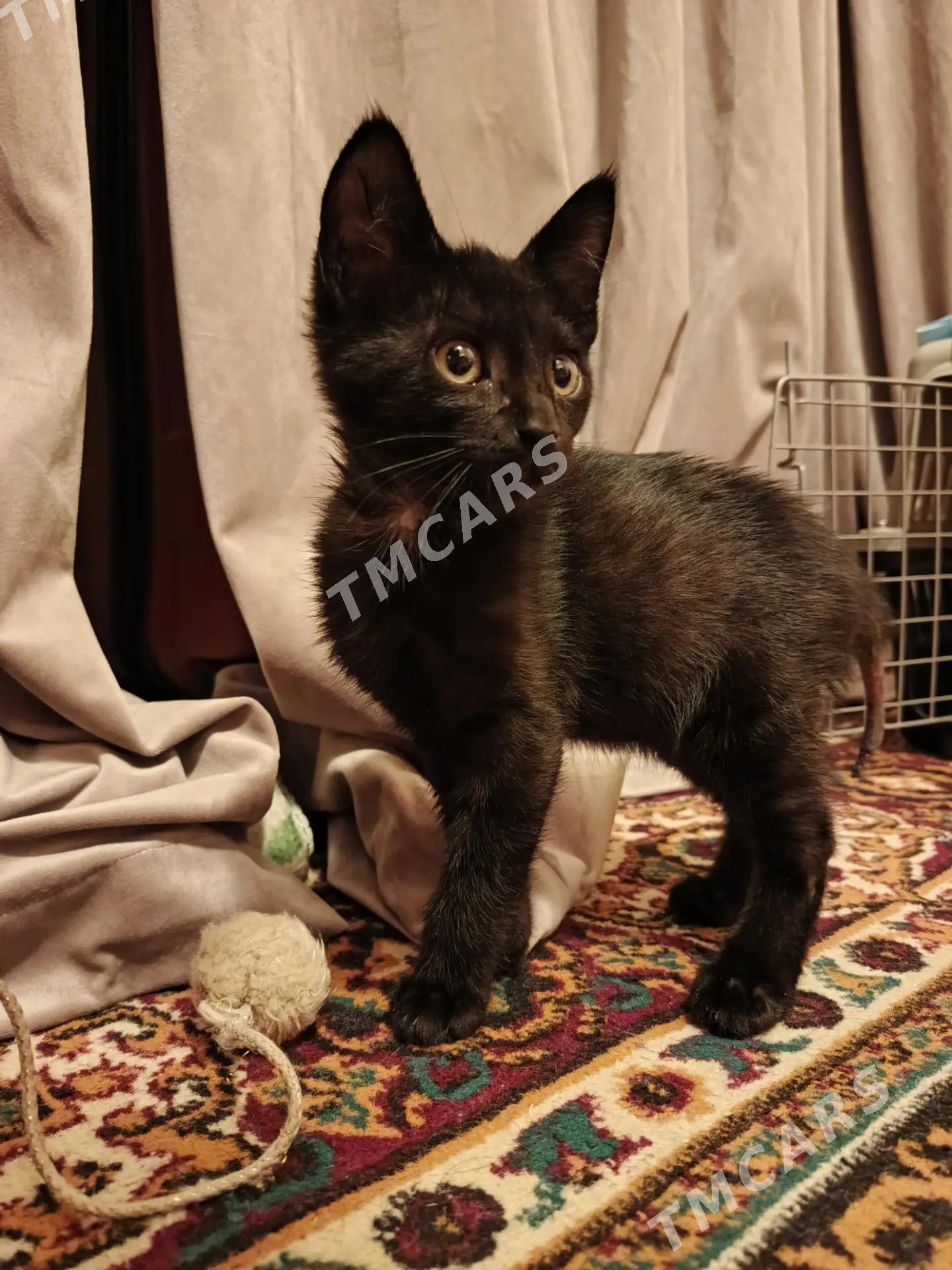 мальчик котёнок - Aşgabat - img 3