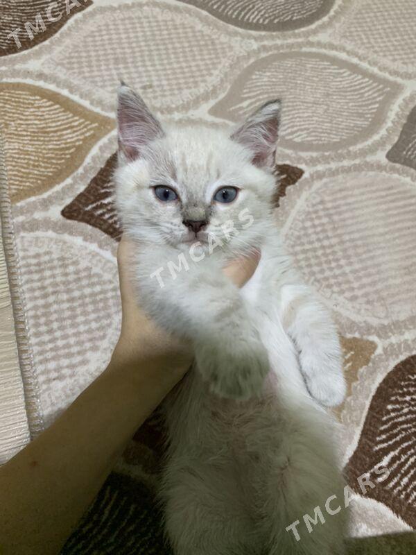 котенок - Aşgabat - img 4