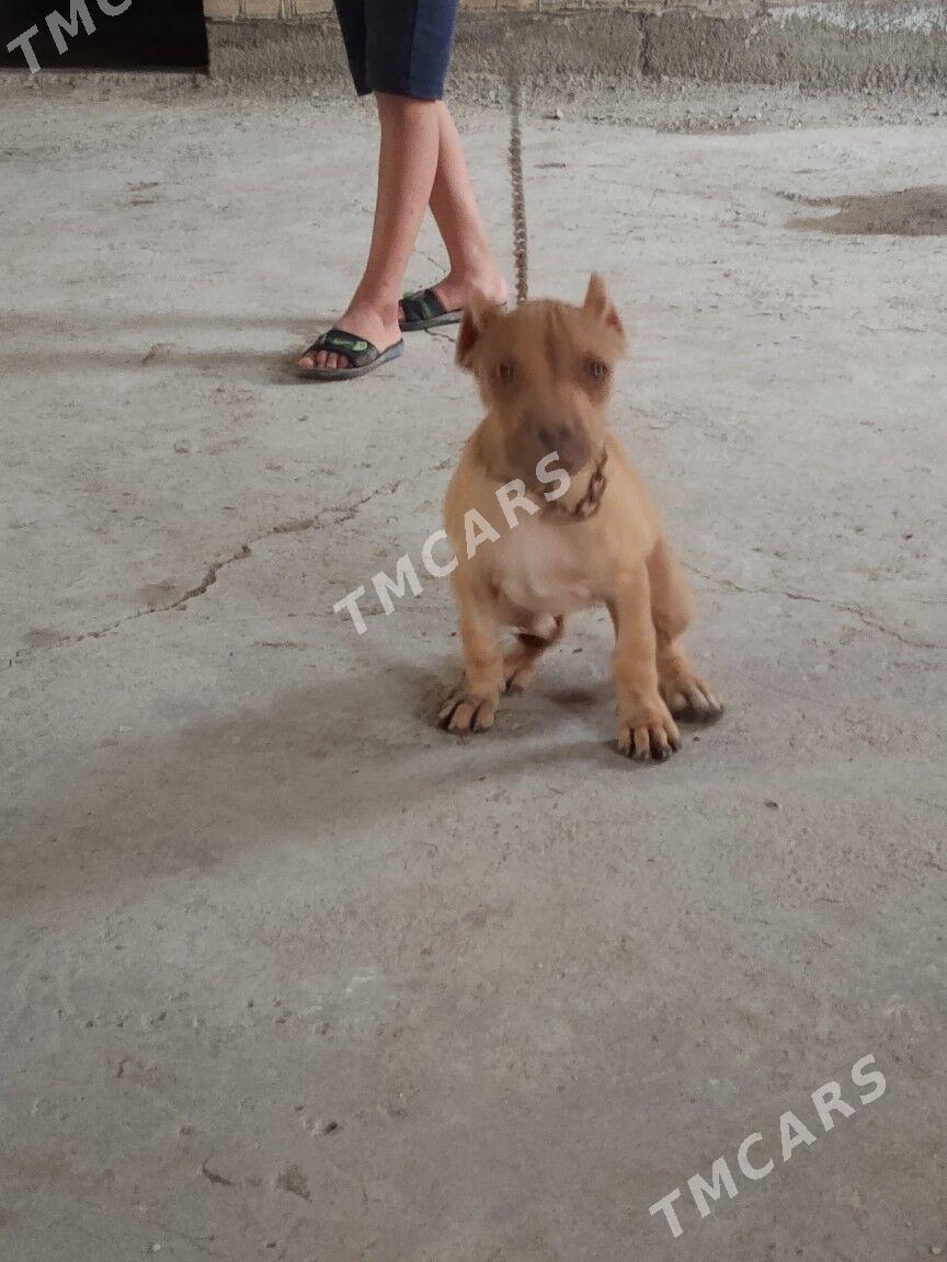 pitbull - Türkmenabat - img 2