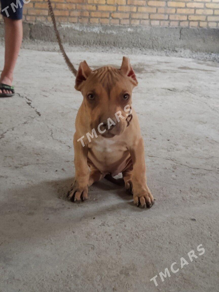 pitbull - Türkmenabat - img 3