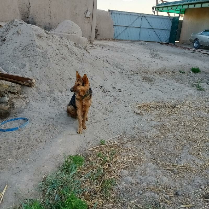 Nemeski Afchalka - Şabat etr. - img 3