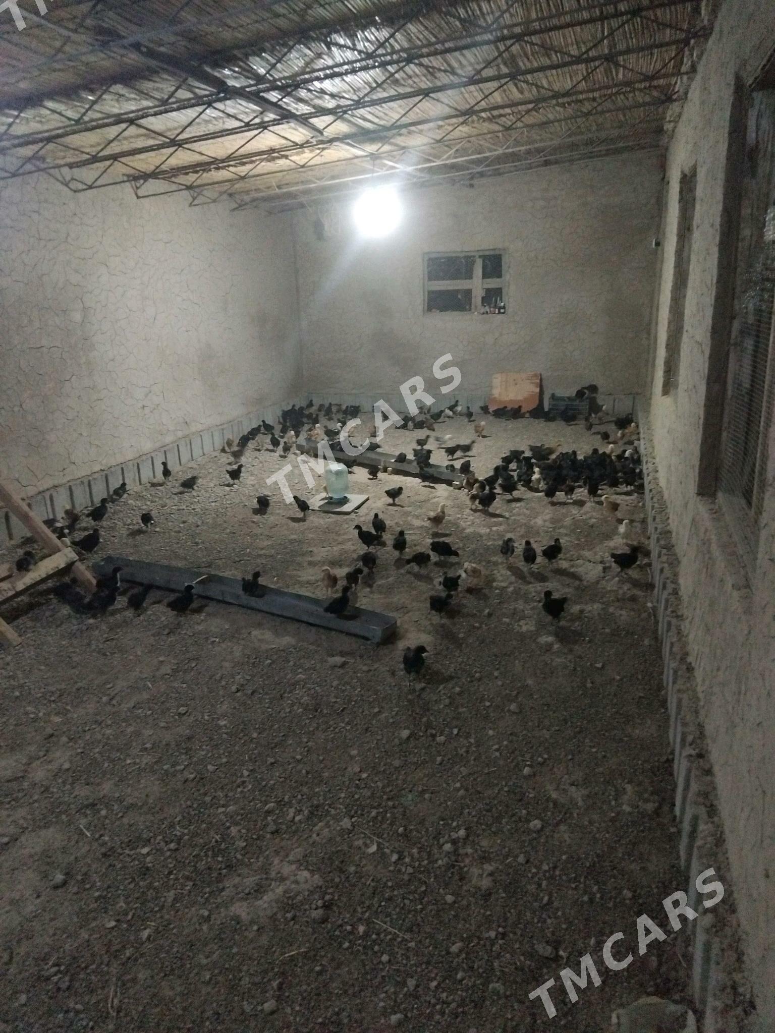 towuk jüçe - Murgap - img 2