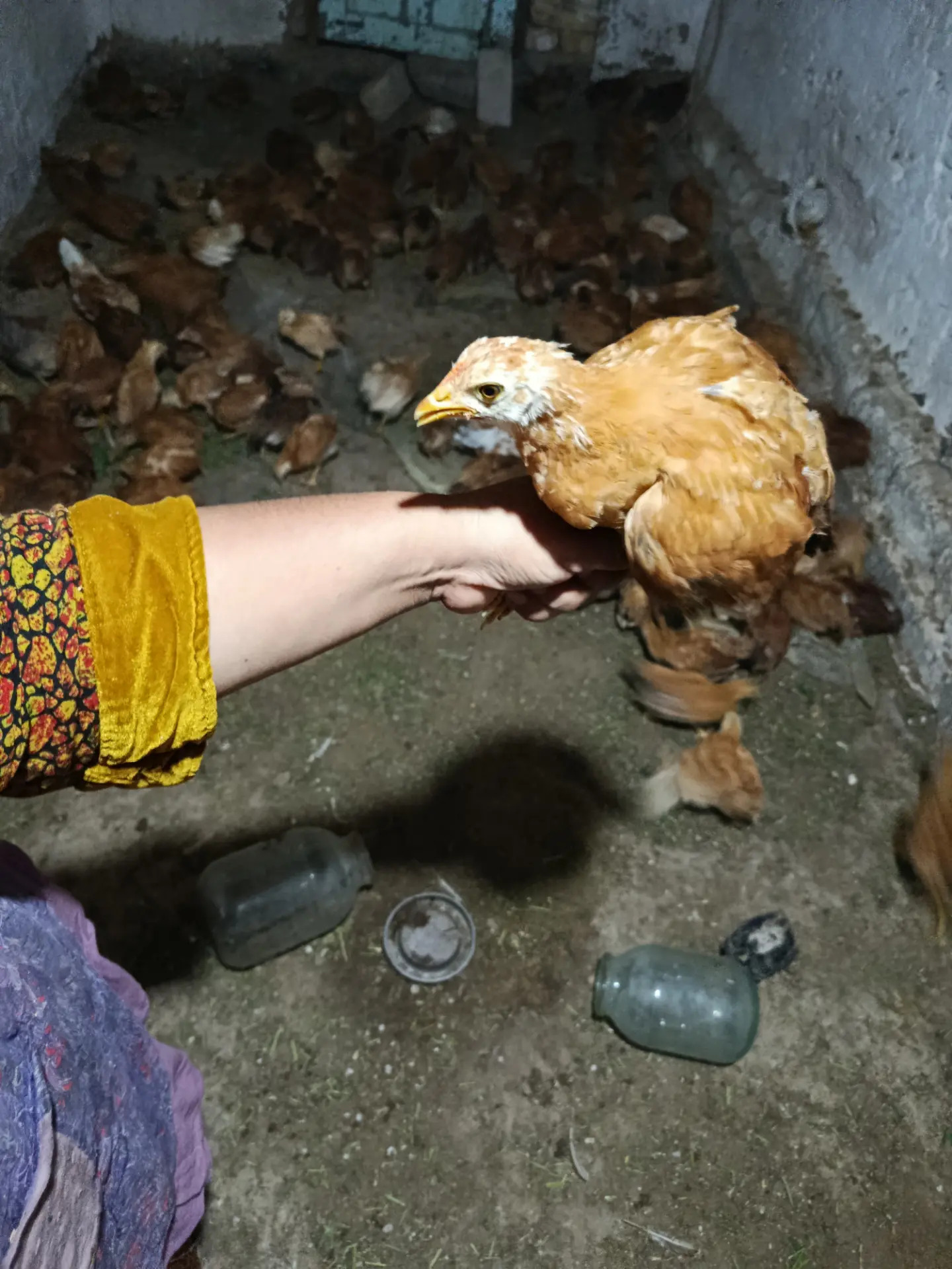 Towuk juyje - Wekilbazar - img 3