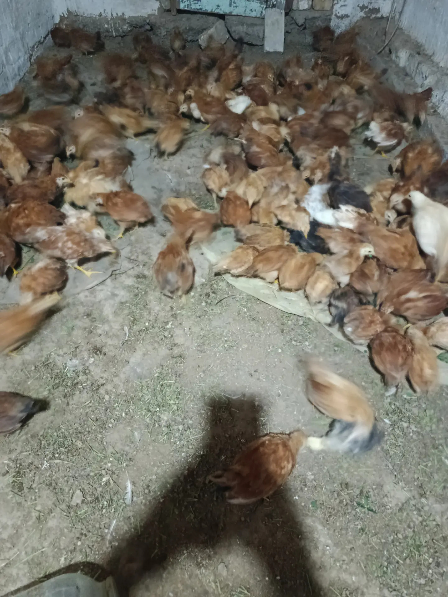 Towuk juyje - Wekilbazar - img 2