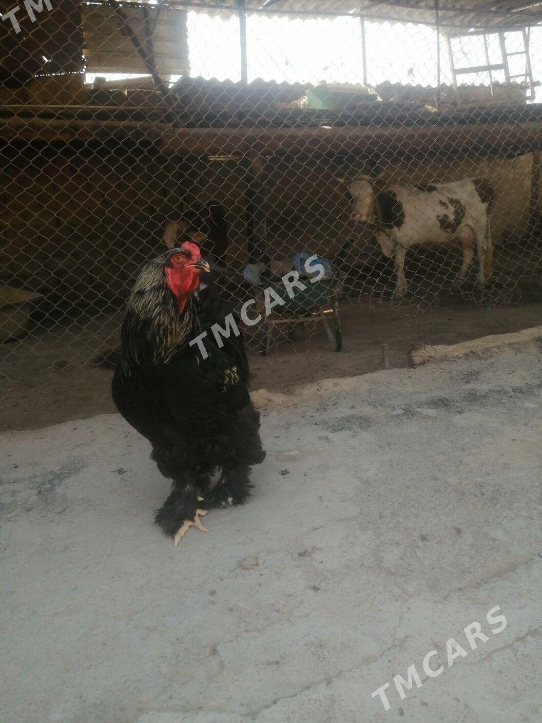 Birama horaz - Aşgabat - img 6