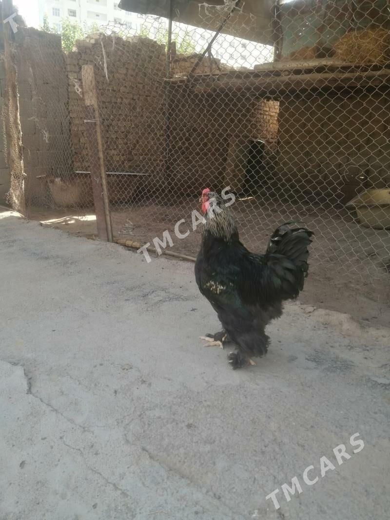 Birama horaz - Aşgabat - img 2