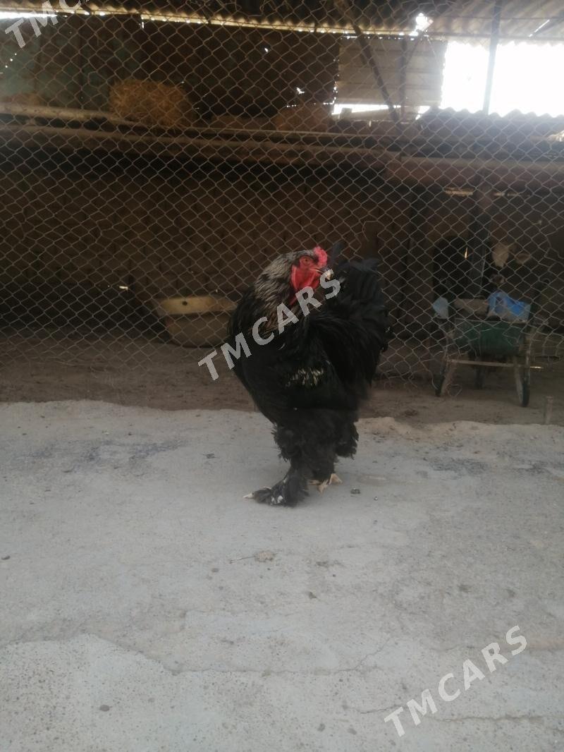 Birama horaz - Aşgabat - img 3