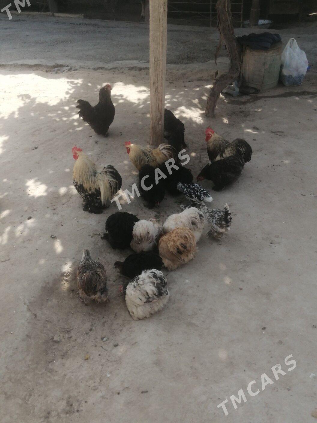 Karlik kokinhin - Aşgabat - img 6