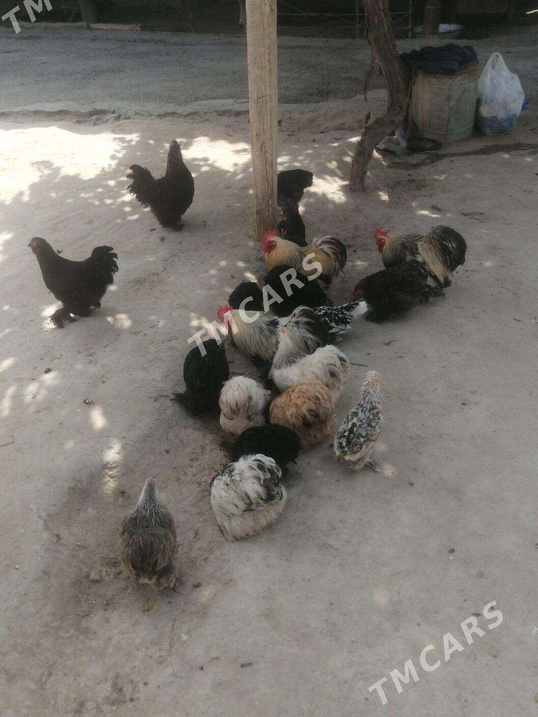 Karlik kokinhin - Aşgabat - img 3