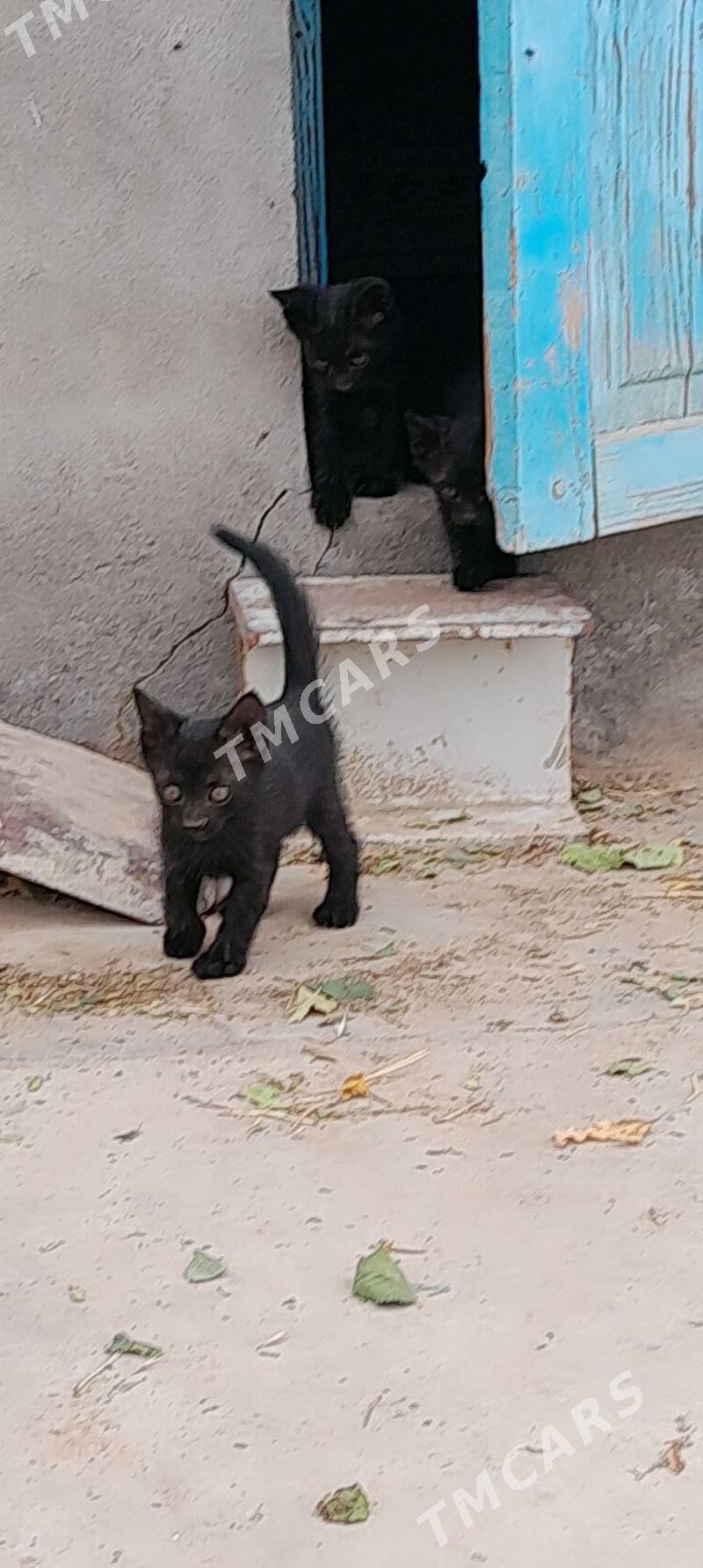 Pişijekler garaja - Мары - img 5