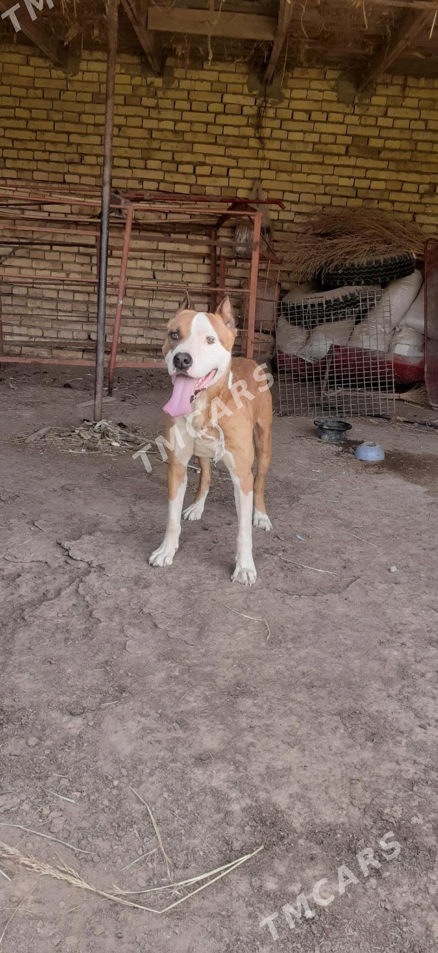 Pitbull - Kerki - img 3