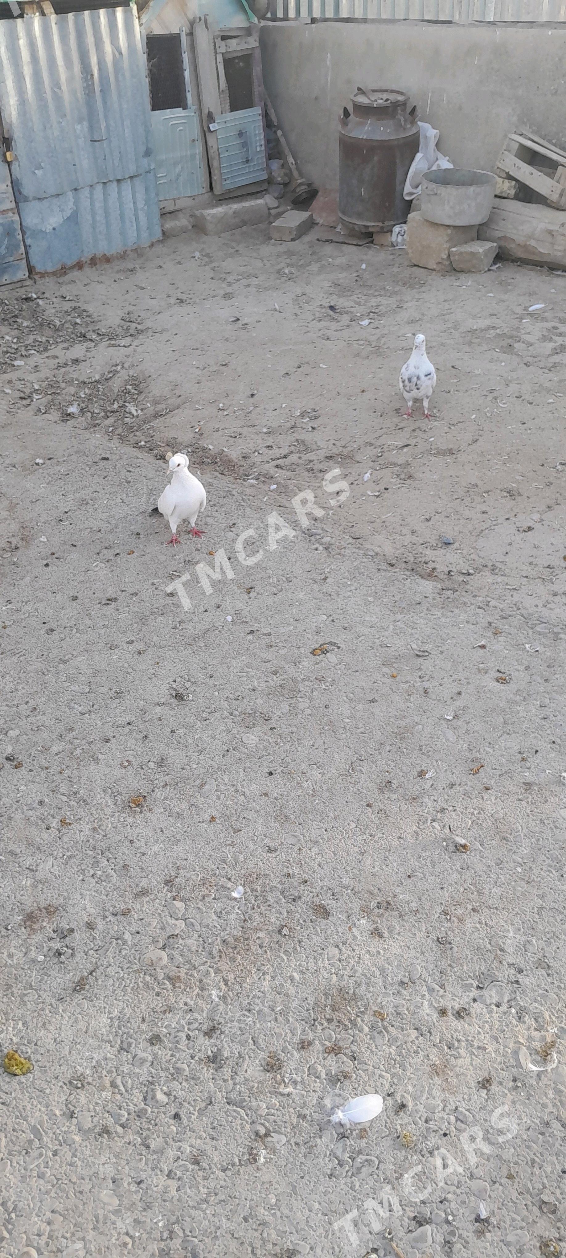 kepderi - Сакарчага - img 2