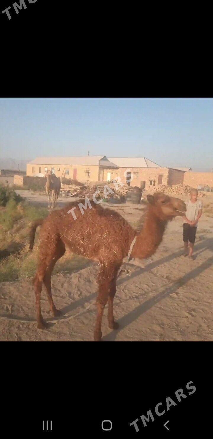 köşekli Duýe - Kaka - img 1