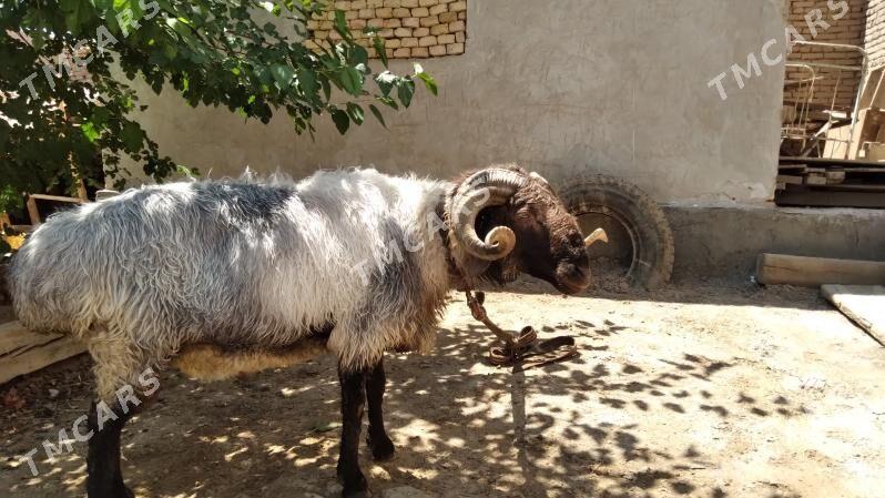 kockar - Daşoguz - img 2