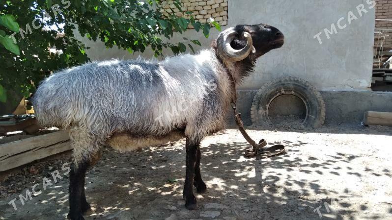 kockar - Daşoguz - img 4