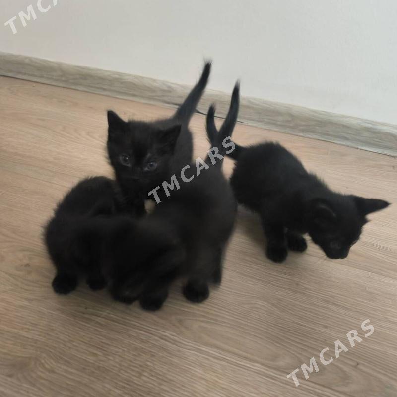 котята - Ашхабад - img 2