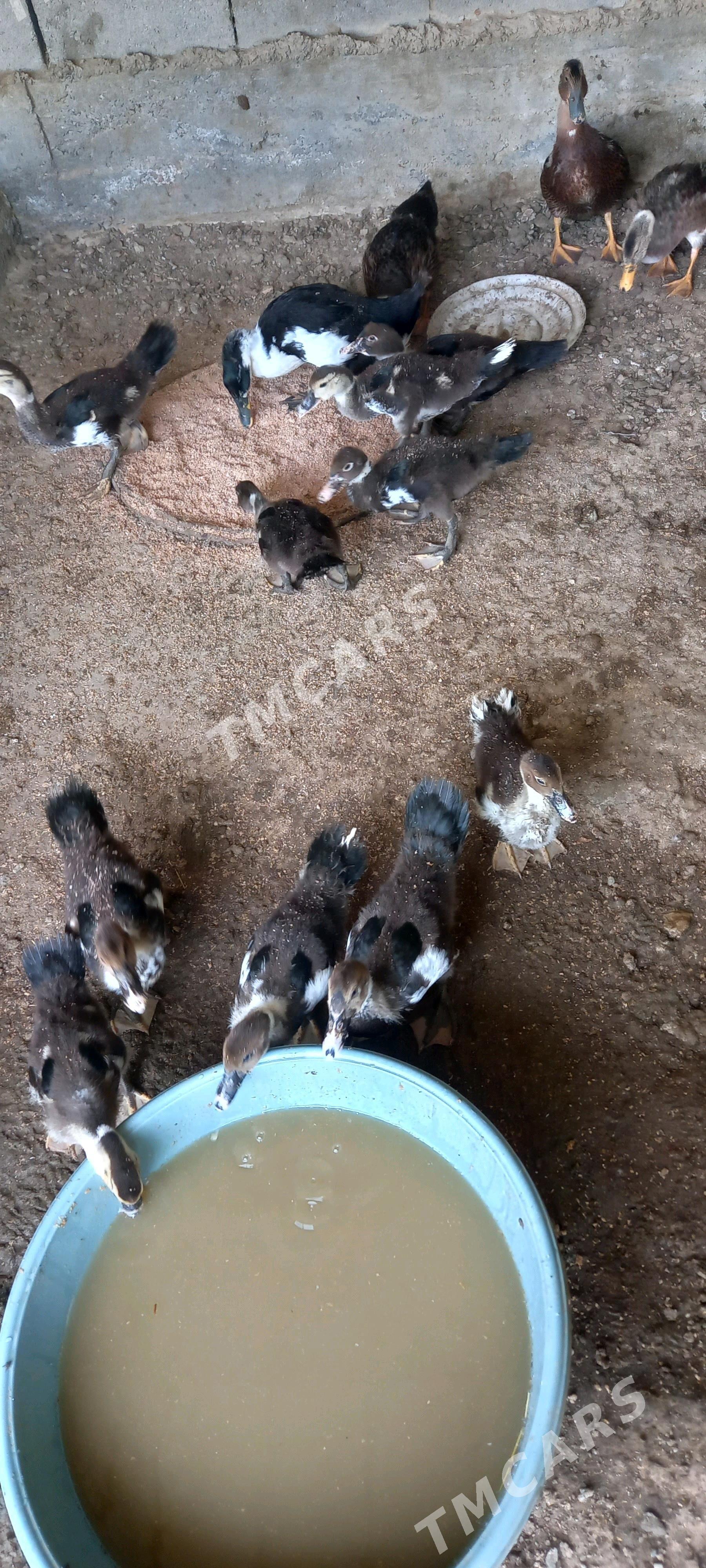 ördek  gakgak - Gökdepe - img 2