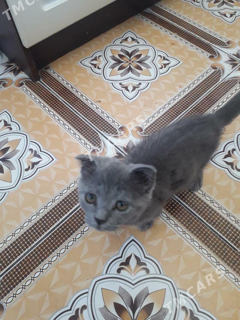 Шотландские котята - Туркменабат - img 4