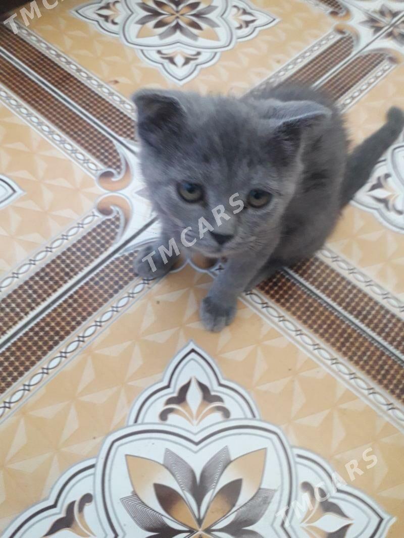 Шотландские котята - Туркменабат - img 2