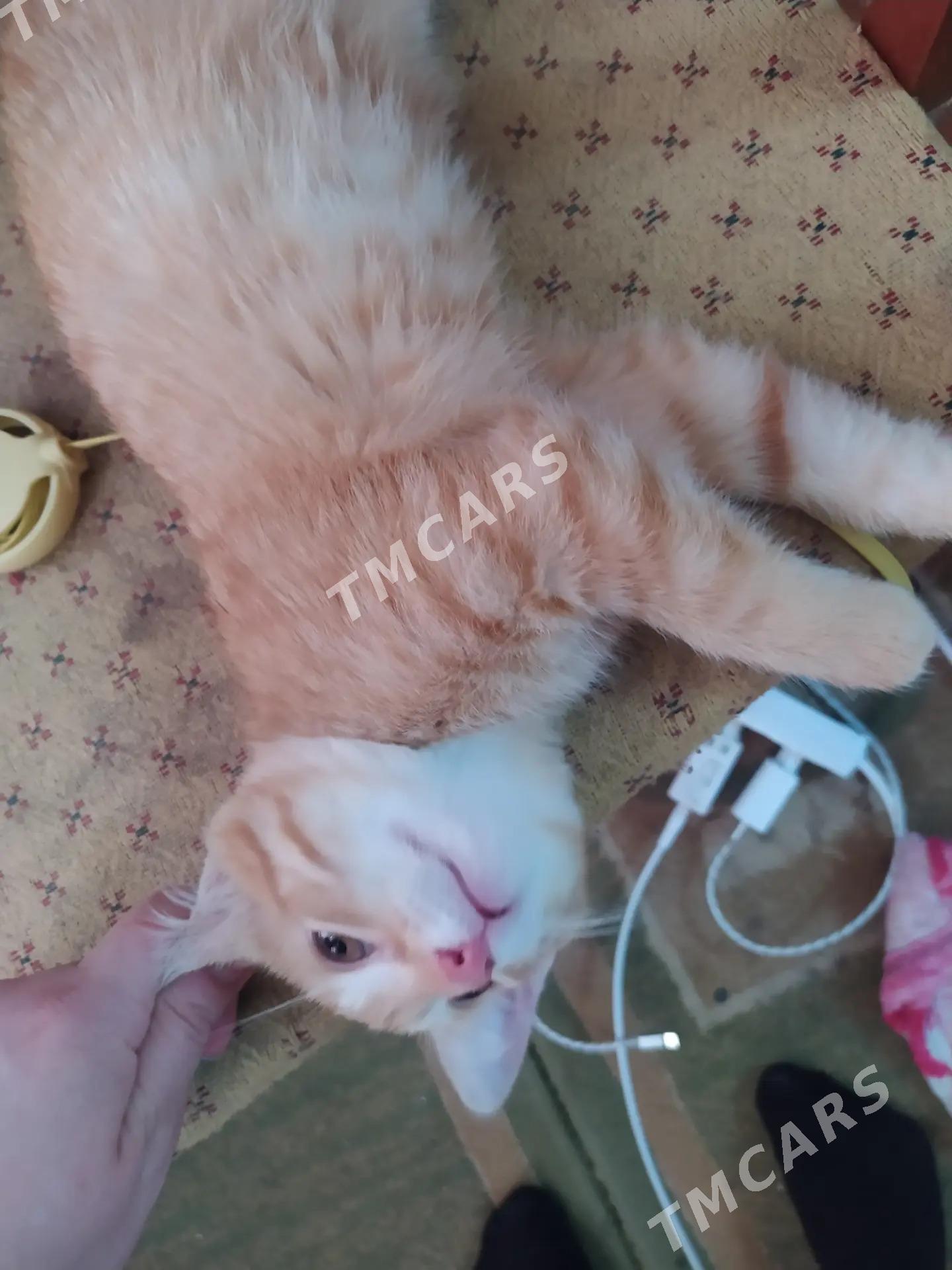 Домашние котята - Ашхабад - img 2