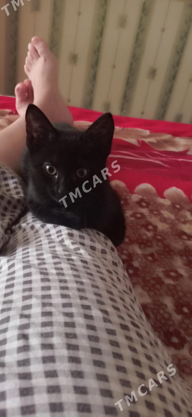 отдам кошечку в хорошие руки - Туркменбаши - img 2