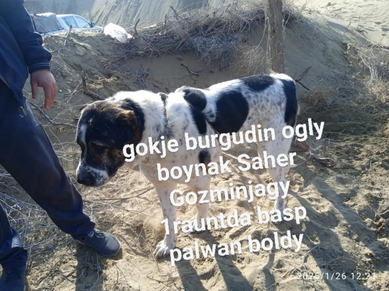 Boynak gokje burgut - Türkmenabat - img 3
