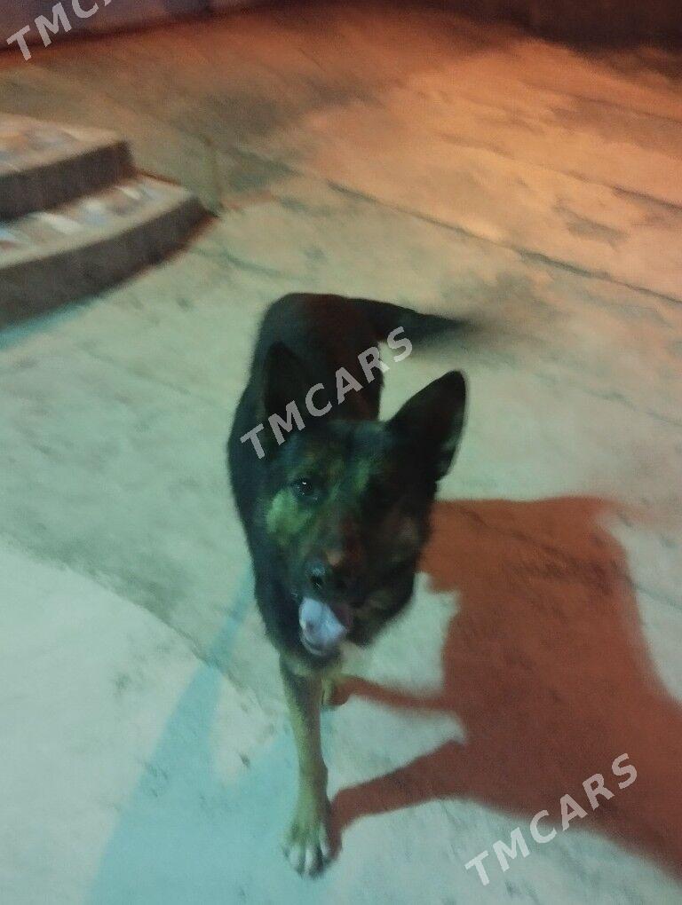 it, сабака - Туркменбаши - img 3