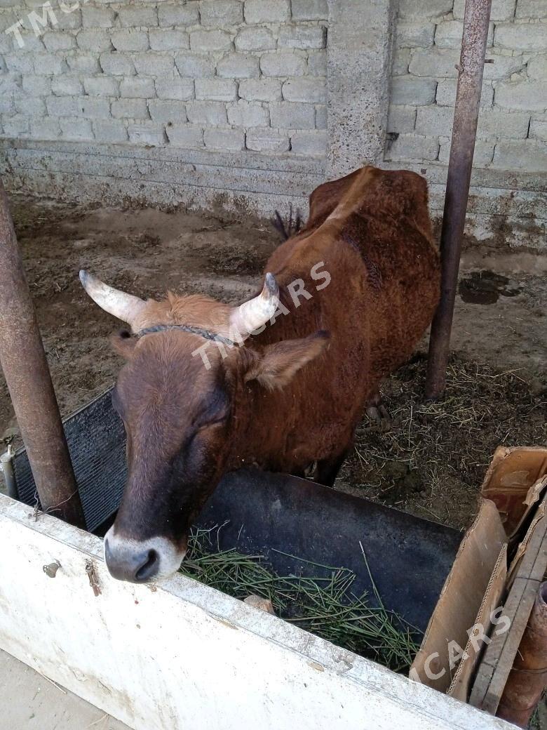 Sygyr - Aşgabat - img 3
