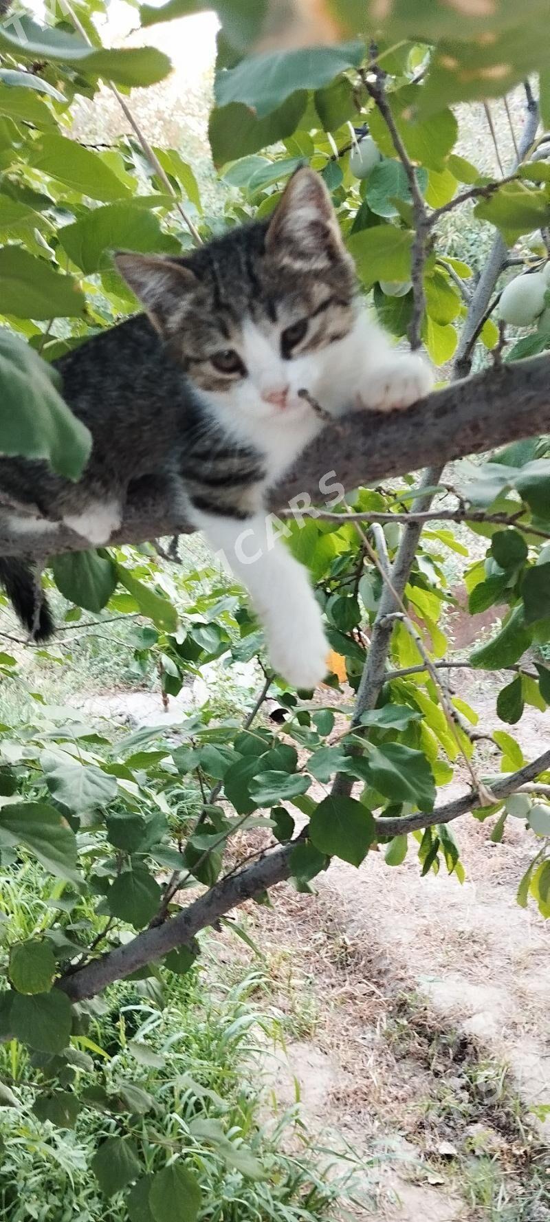 Котёнок в добрые руки - Daşoguz - img 2