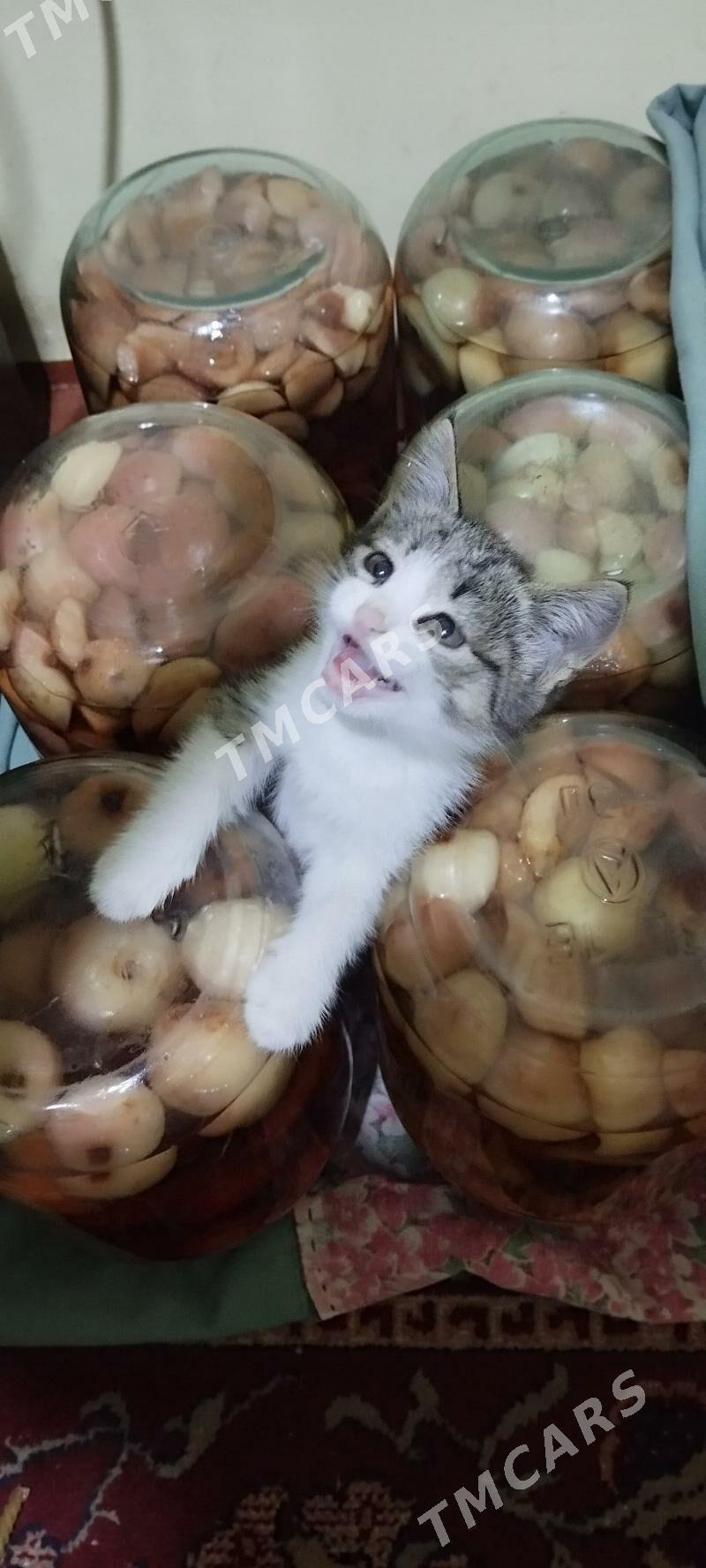 Котёнок в добрые руки - Daşoguz - img 3