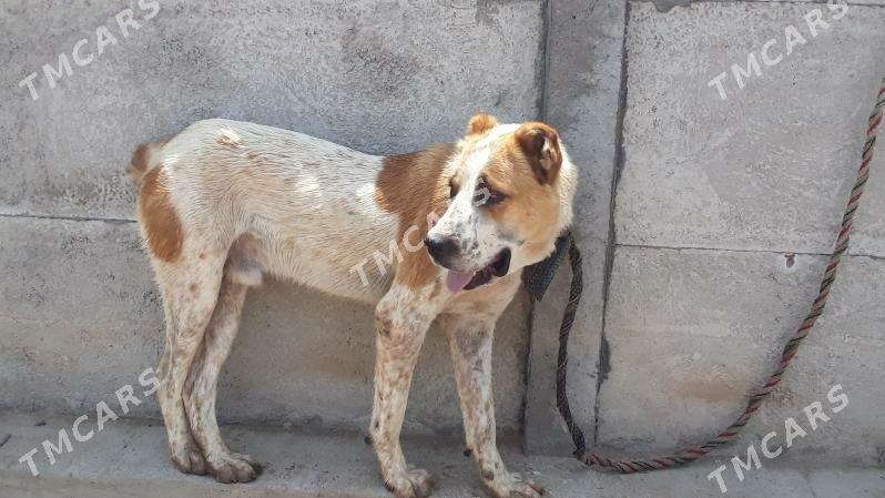turken it - Mary - img 2