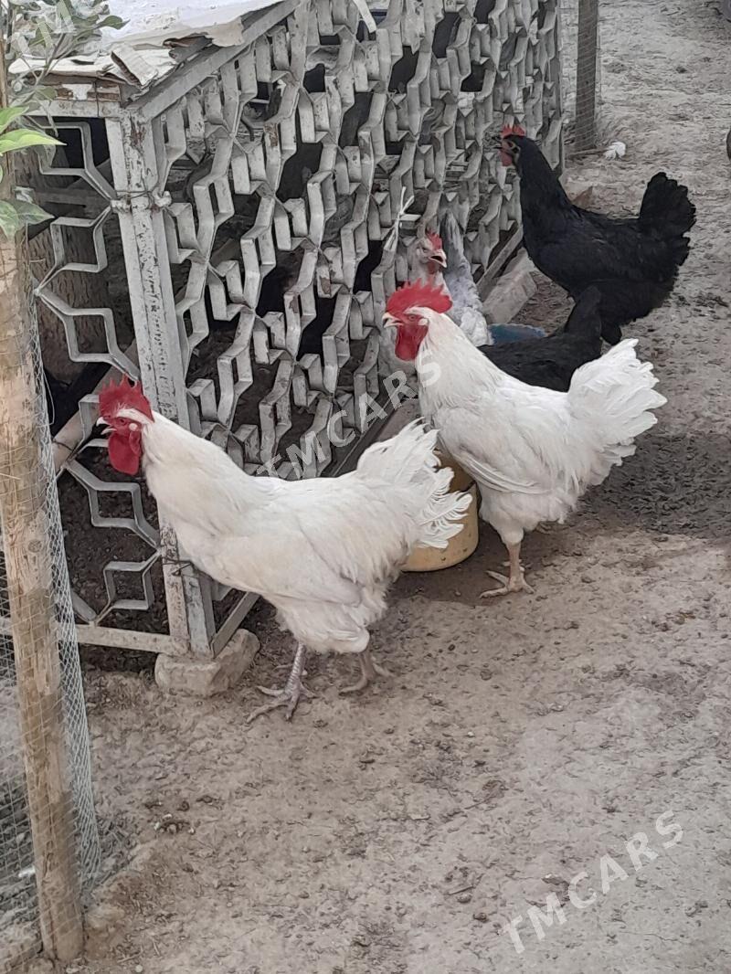 JERSI AK HORAZ - Gökdepe - img 2