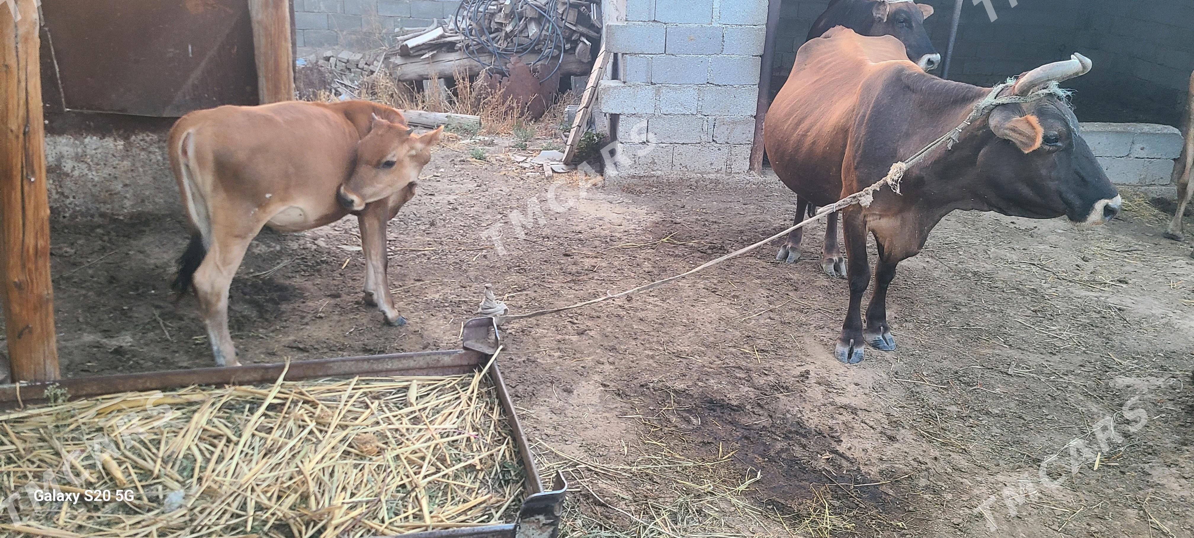 2 SANY TUWE - Bagyr - img 2