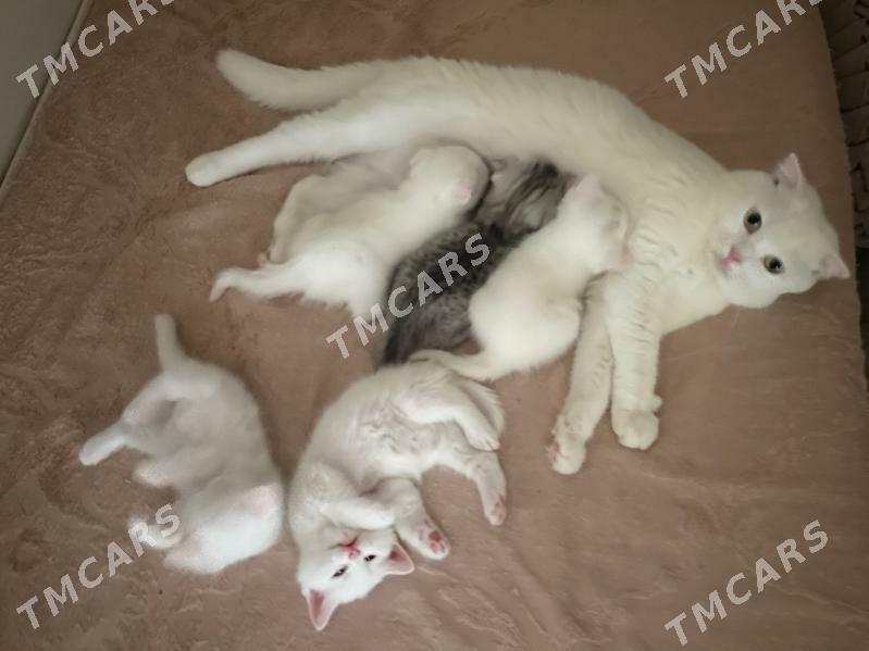 Породистые котята - Туркменбаши - img 3